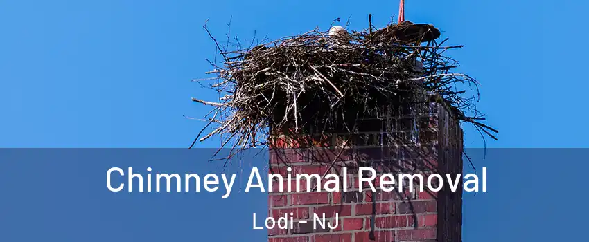  Chimney Animal Removal Lodi - NJ