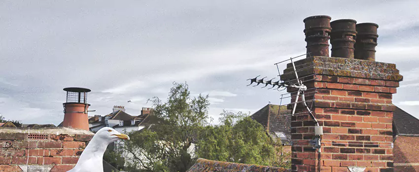 Chimney Cleaning And Restoration in Lodi, New Jersey